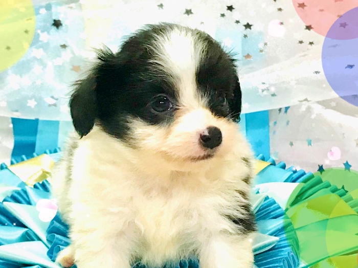 パピヨン子犬